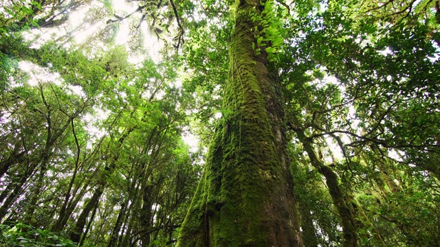 热带雨林中高大的热带绿树视频下载