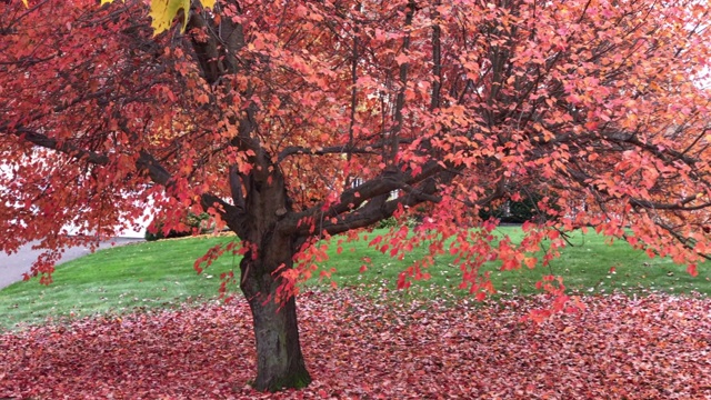 秋天树叶视频素材