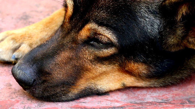 狗在睡觉时睁开眼睛视频素材