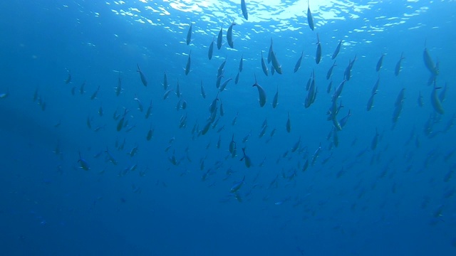 鱼群在水下用闪烁的灯光表演视频素材