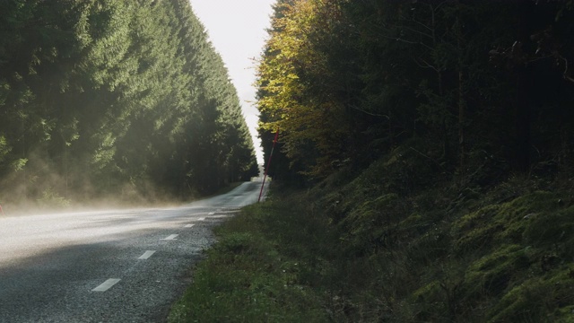 松树林中一条僻静的乡间小路视频素材