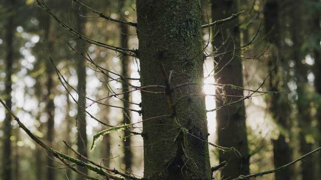 一个阳光明媚的秋日，瑞典美丽的松树林视频素材