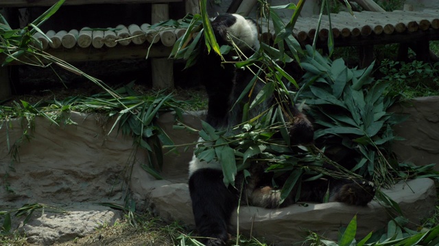 慢镜头，熊猫吃竹子视频下载