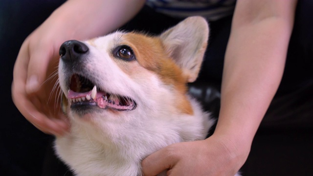 可爱的红白柯基犬的头部按摩。轻松愉快的程序，微笑的年轻的流行品种的狗视频素材