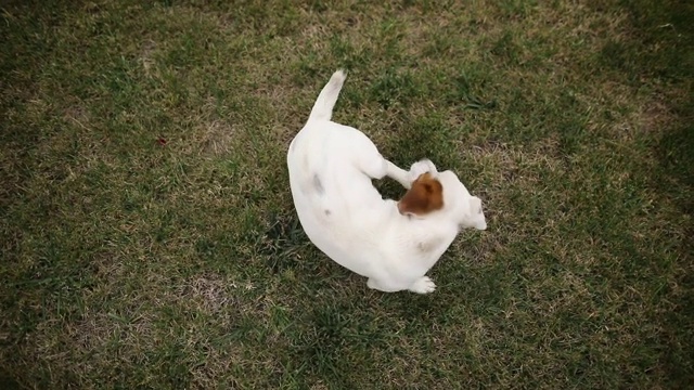 有趣的杰克罗素梗在公园追逐尾巴和咬腿。在草地上咬着爪子的纯种狗视频下载