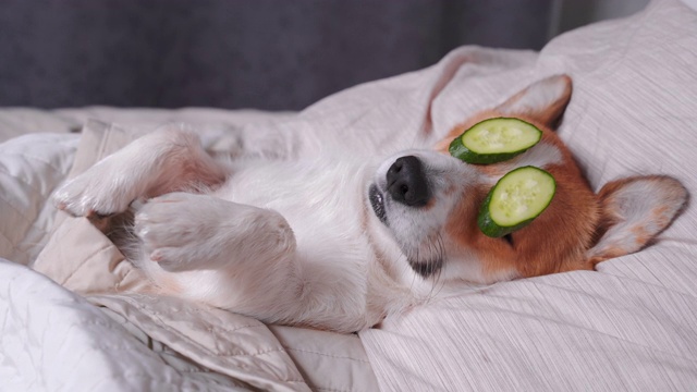 可爱的红白相间的柯基躺在床上放松从水疗程序在脸上黄瓜，覆盖着一条毛巾。头靠在枕头上，盖上毯子，抬起手。最后，搞笑的狗吃了黄瓜，翻了个身。视频素材