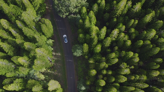 豪华轿车在松林中行驶视频素材