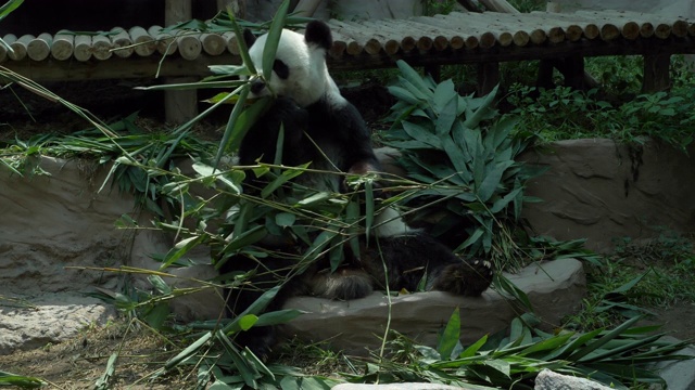 熊猫吃竹子视频下载