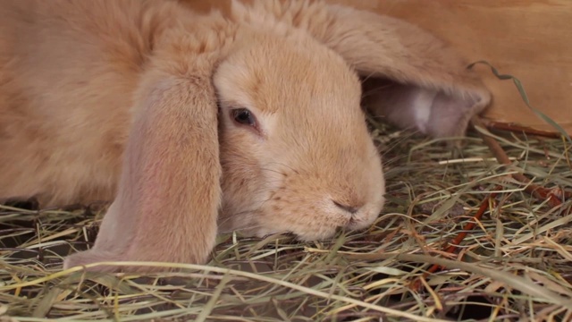 笼子里的米色兔子视频素材