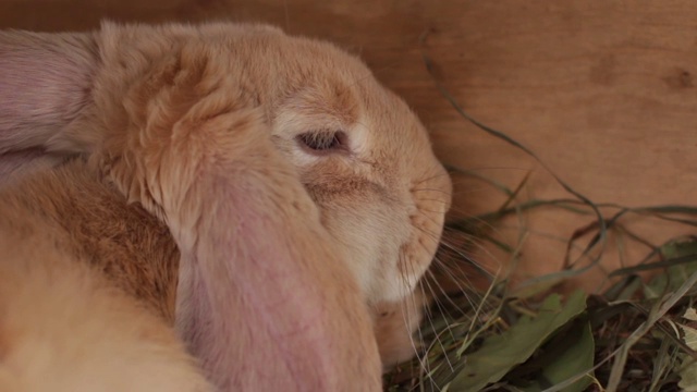 笼子里的米色兔子视频素材