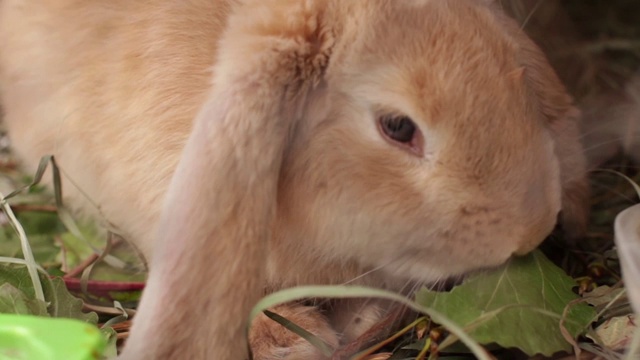 米色的兔子在笼子里吃视频素材