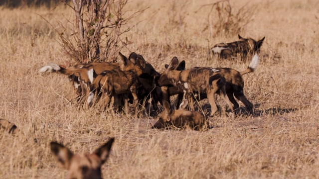 在博茨瓦纳的奥卡万戈三角洲，非洲野狗幼崽玩耍和互动的特写镜头视频下载