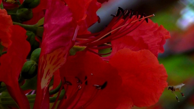 红色艳丽的花。视频素材