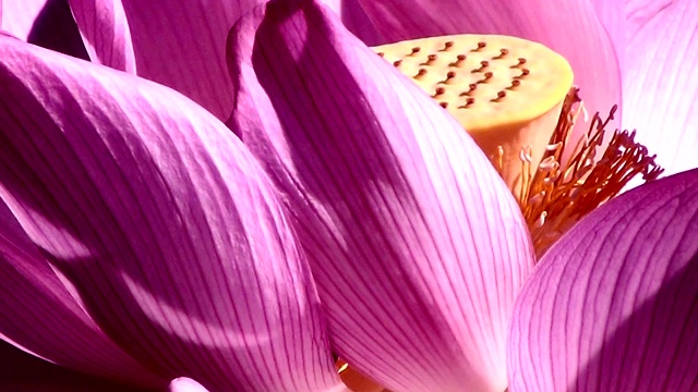 清晨，印度圣莲(Nelumbo nucifera)的粉红色花朵的特写。视频下载