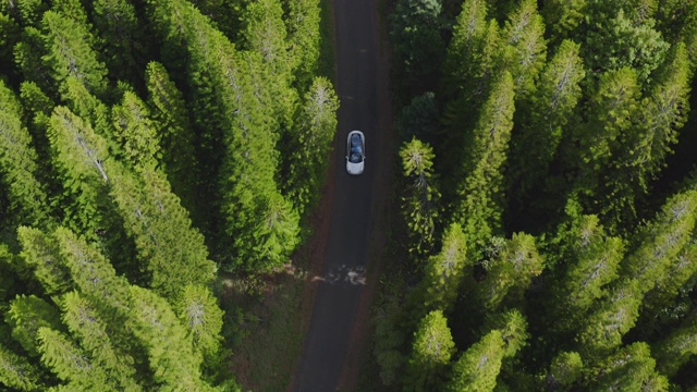 时髦的现代车辆在松林中行驶视频素材