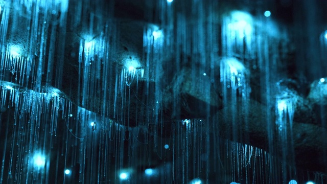 在新西兰原始的私人洞穴里，发光生物蠕虫惊人的时间流逝。视频素材