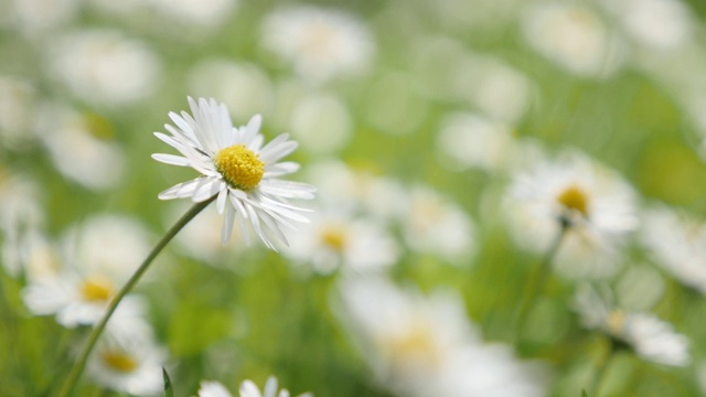 春天的背景是白色普通的雏菊在草丛中浅DOF慢动作视频素材
