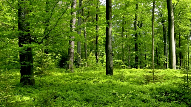 春天的森林，Spessart，德国巴伐利亚视频下载