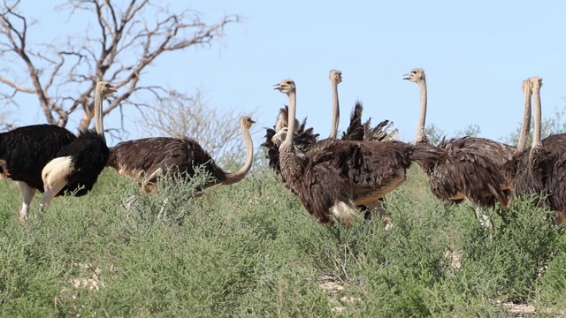 鸵鸟(Struthio camelus)在自然栖息地，卡拉哈里沙漠，南非视频素材