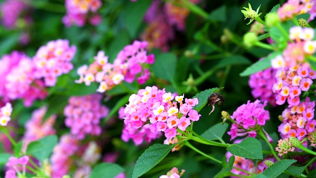 马缨丹五颜六色的粉红色花束鲜花盛开在花园模糊的背景中视频素材
