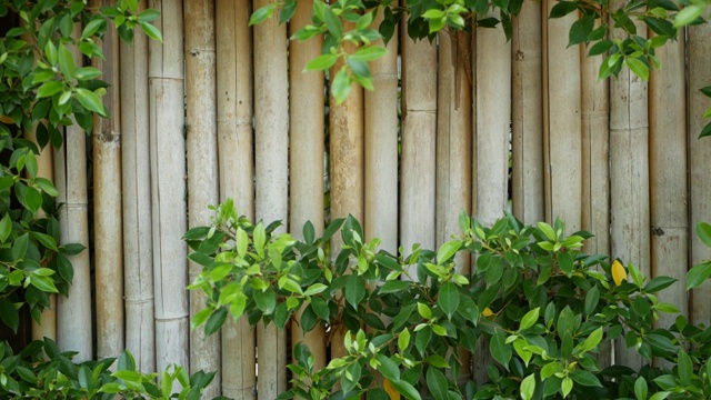 竹篱周围植被茂盛。在泰国，耐用的竹栅栏和明亮的绿色灌木丛。自然背景。多汁的异国情调的热带树叶纹理背景与copyspace。视频下载