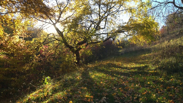 秋天的树在阳光下视频素材