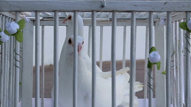 鸟笼里的白鸽视频下载