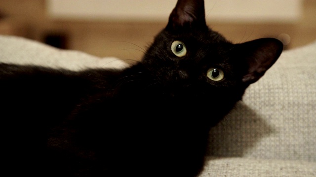 漂亮的黑猫看着相机。视频素材