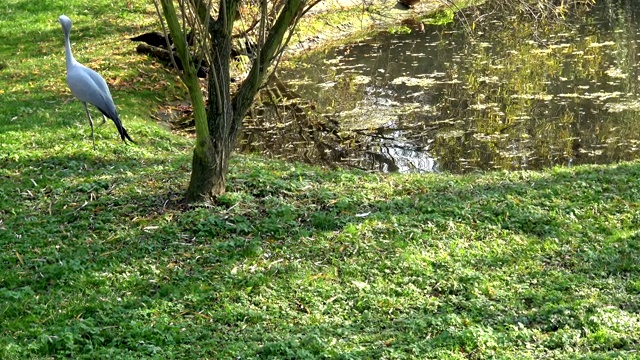 一只苍鹭在一个阳光明媚的日子里漫步在公园的湖岸上。视频素材