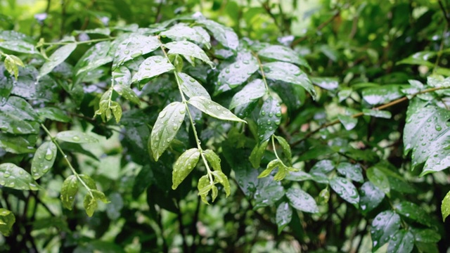 雨滴落在花园里的绿叶上视频素材