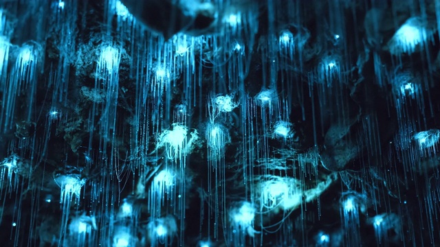在新西兰原始的私人洞穴里，发光生物蠕虫惊人的时间流逝。视频素材