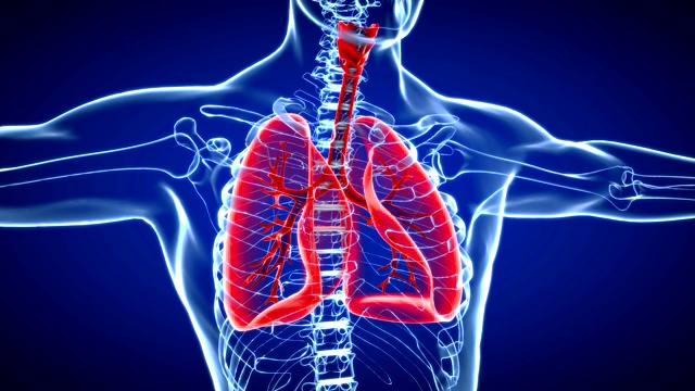人体呼吸系统肺解剖学。3D视频下载