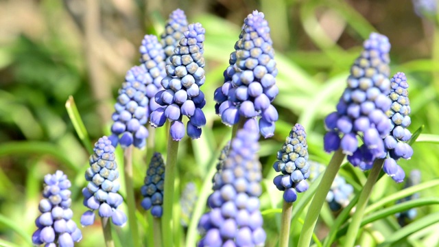 蓝色的风信子花在春天盛开视频素材
