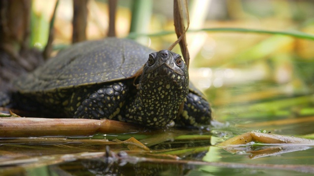 这是一只海龟享受和观察沼泽附近环境的轻微移动镜头视频下载