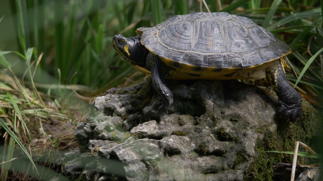 一只乌龟躺在一块石头上，欣赏和观察周围的环境视频下载