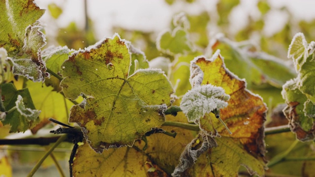 在瑞典一个阳光明媚的秋日，葡萄园覆盖着霜冻视频下载