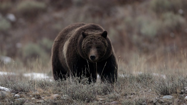TS 4K拍摄的著名灰熊#399 (Ursus arctos)前往她的冬季巢穴视频下载