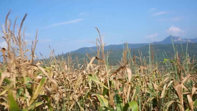 泰国北部山区的玉米田正在收割。视频素材
