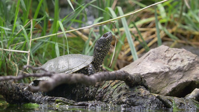 一只海龟享受和观察环境的轻微移动镜头视频下载