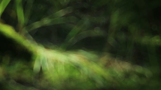草绿模糊抽象森林视频视频素材