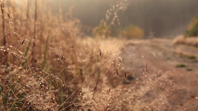 秋草带露珠在背光录像视频素材