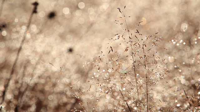 秋草与露在背光视频素材