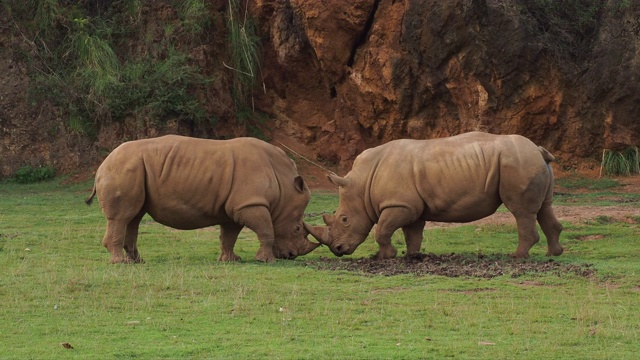 两只白犀牛在打架。学名simum。视频下载