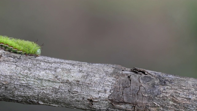 美丽的绿色Periphoba arcaei毛虫爬行在原木在危地马拉雨林4K视频下载