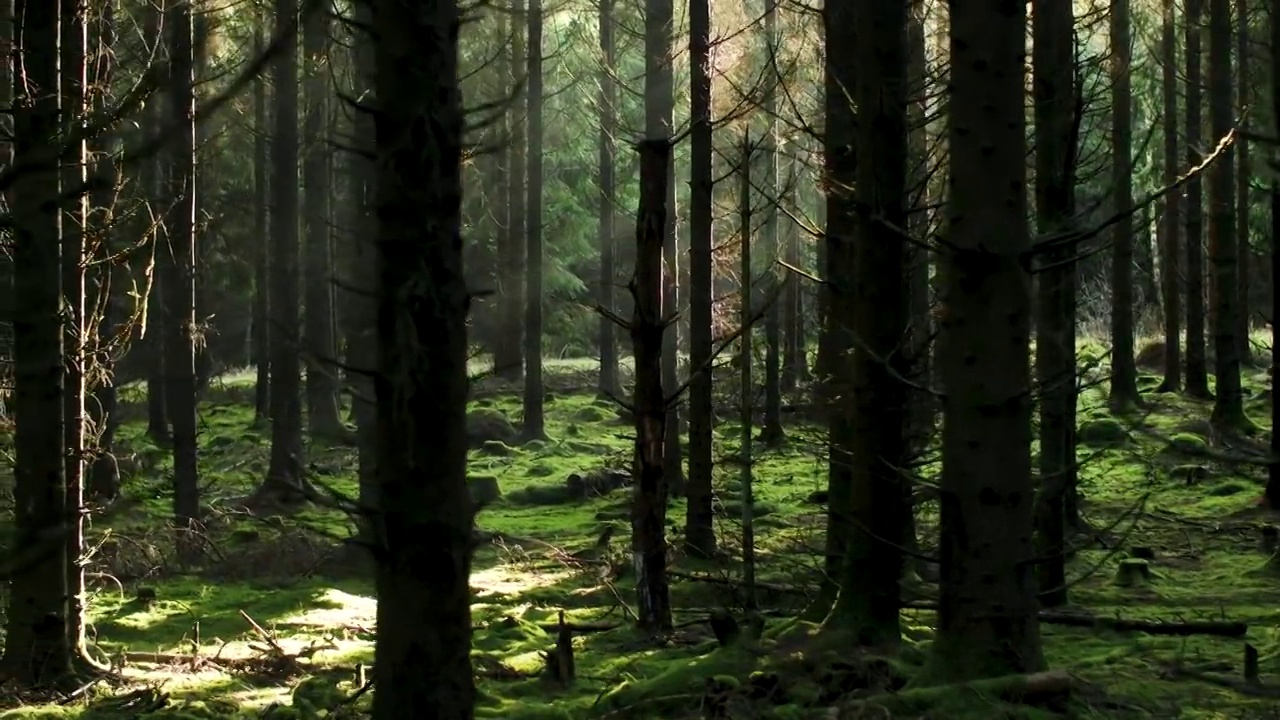 阳光穿过树林视频素材