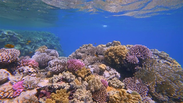 美丽的珊瑚礁上的海洋生物和许多热带鱼在红海-马萨阿拉姆-埃及视频下载