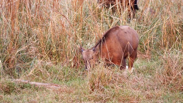 在塔多巴安哈里老虎保护区，年轻的野牛幼崽正在进食视频下载