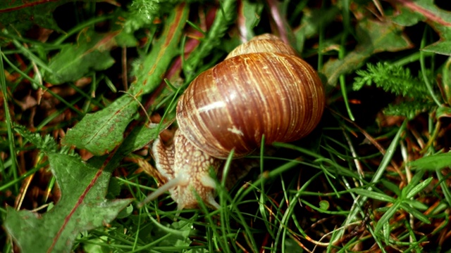 罗马蜗牛，勃艮第蜗牛，食用蜗牛或蜗牛，是一种大型的，可食用的，呼吸空气的陆地蜗牛，一种陆地肺腹足类软体动物，在螺旋科。视频下载