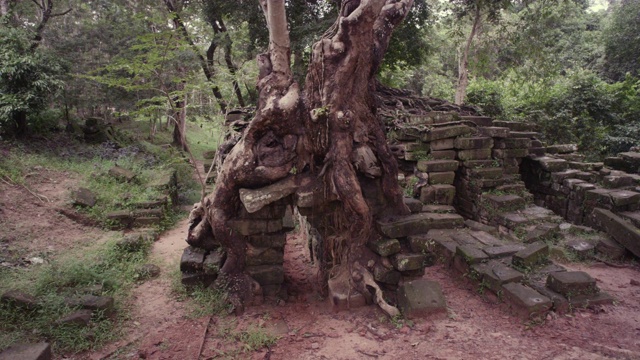 潘正好经过废墟上的树木，吴哥。视频下载