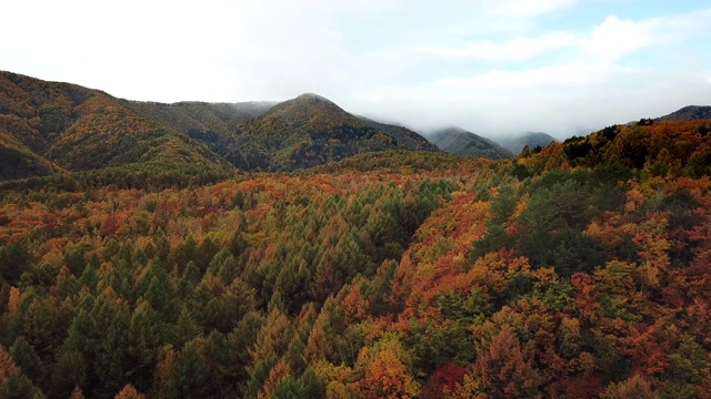 秋天，树叶，秋天的树叶颜色，森林，空中拍摄的秋天树叶森林在秋天改变颜色视频素材